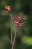 Geum rivale. Верхушка побега с цветком и завязавшимся плодом. Бурятия, Кабанский р-н, окр. ж.-д. ст. Речка Мишиха, разнотравный луг на прибайкальской террасе. 22.07.2013.