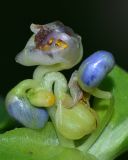 Commelina erecta