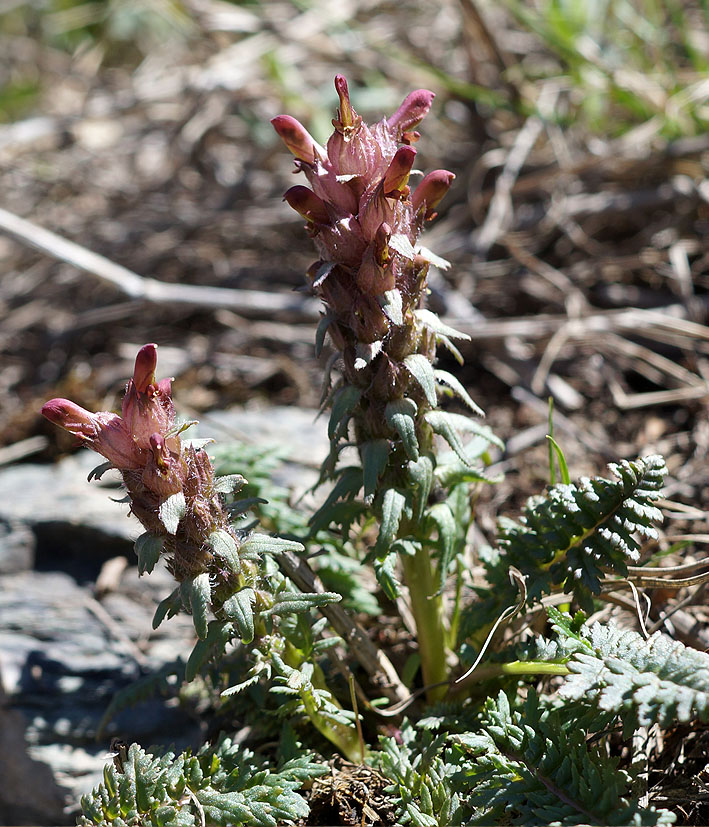 Изображение особи Pedicularis alberti.