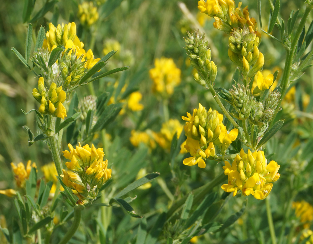 Image of Medicago falcata specimen.