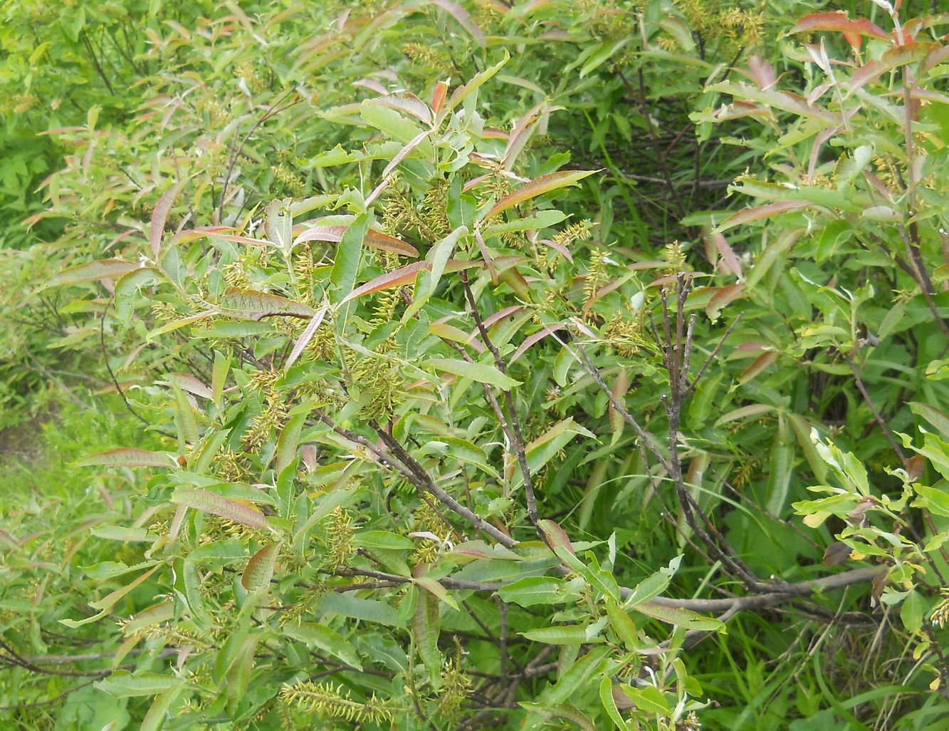 Image of genus Salix specimen.