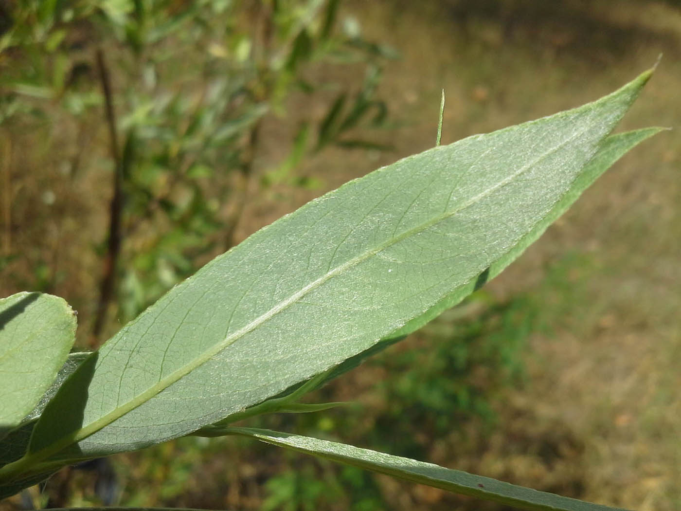 Image of Salix alba specimen.