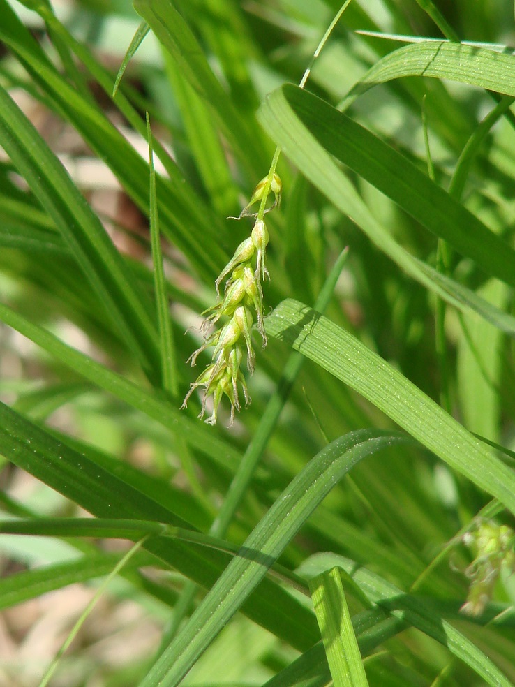 Изображение особи Carex arnellii.