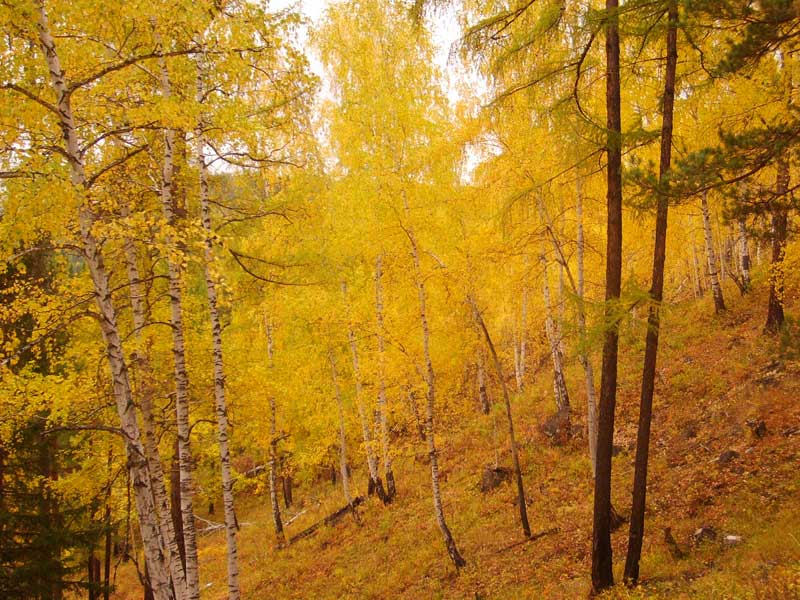 Image of Betula pendula specimen.