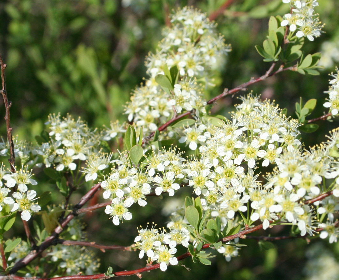 Изображение особи Spiraea hypericifolia.