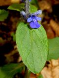 View full-size image Ajuga reptans