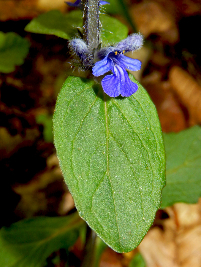 Image of Ajuga reptans specimen.