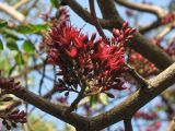 Schotia brachypetala
