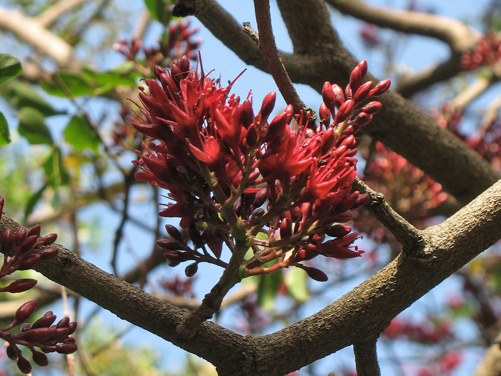 Image of Schotia brachypetala specimen.