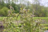 Lonicera xylosteum