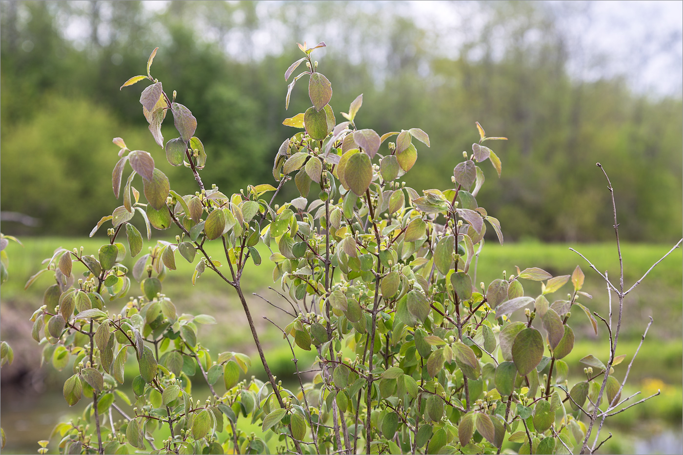 Изображение особи Lonicera xylosteum.