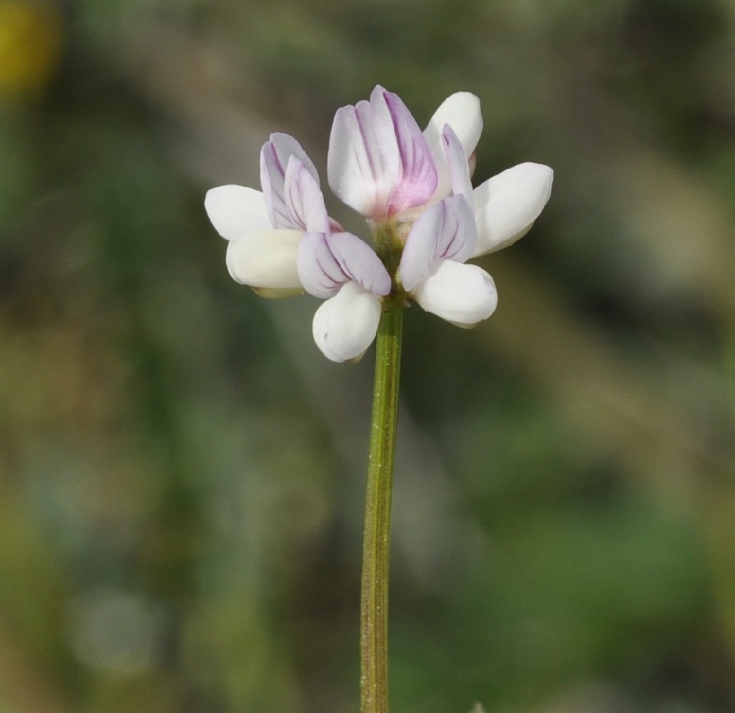 Image of Securigera cretica specimen.