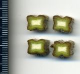 Phlomis pungens. Поперечные срезы стебля. Белгородская обл., Губкинский р-н, запов. «Белогорье», Ямская степь. 11 июня 2009 г.