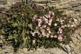 Trifolium uniflorum