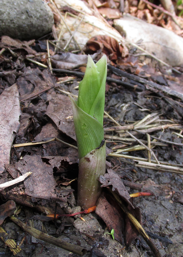 Image of Epipactis helleborine specimen.