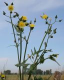 Sonchus oleraceus