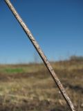 Image of taxon representative. Author is Геннадий Окатов