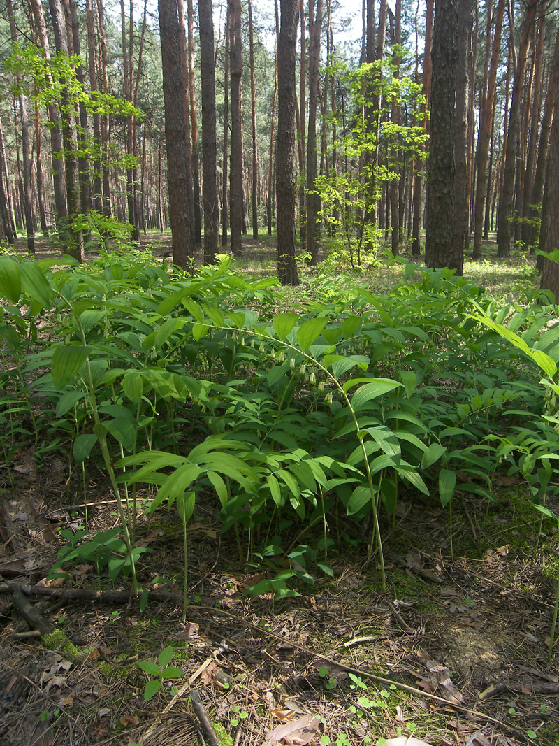 Image of Polygonatum multiflorum specimen.