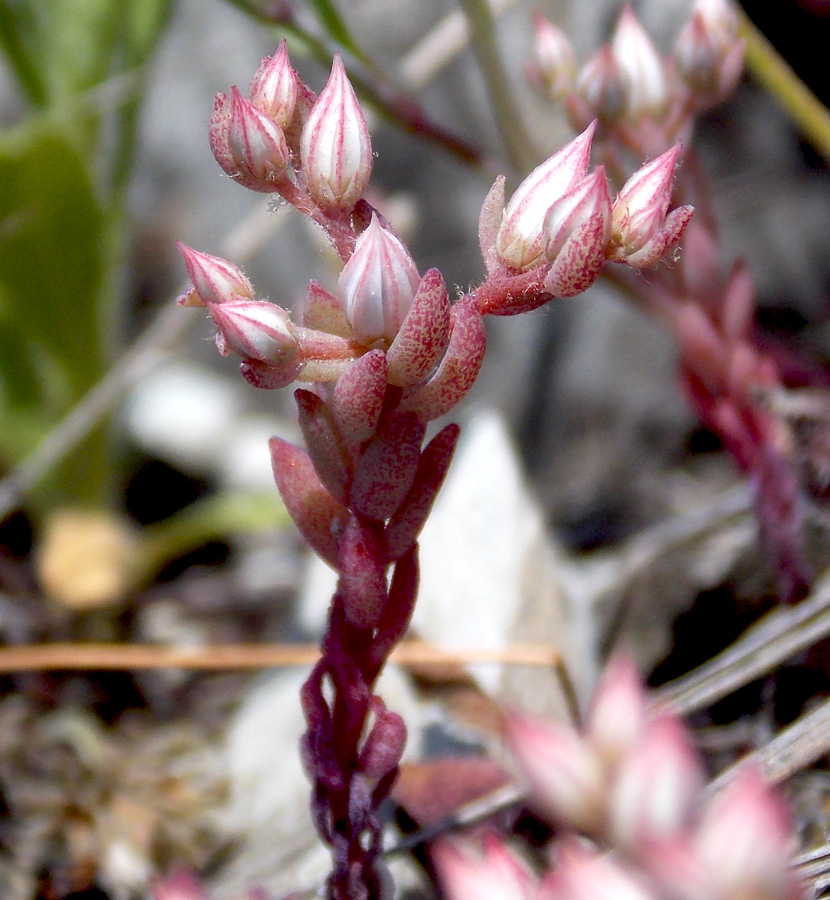 Image of Sedum hispanicum specimen.