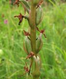 Gymnadenia conopsea. Часть соплодия. Архангельская обл., Вельский р-н, окр. пос. Усть-Шоноша, опушка леса. 24 июля 2010 г.