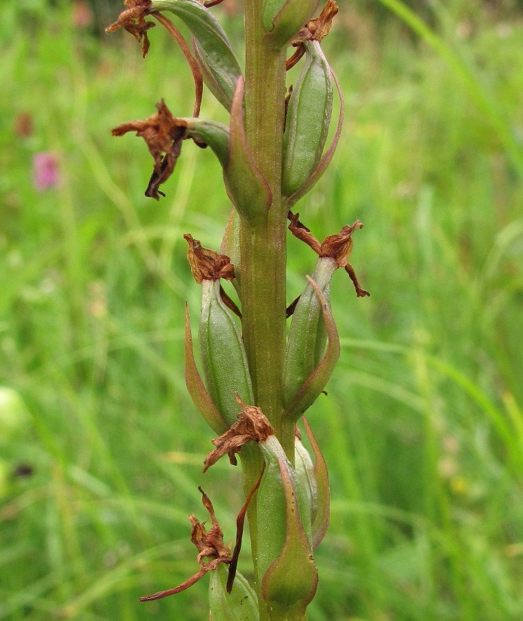Image of Gymnadenia conopsea specimen.