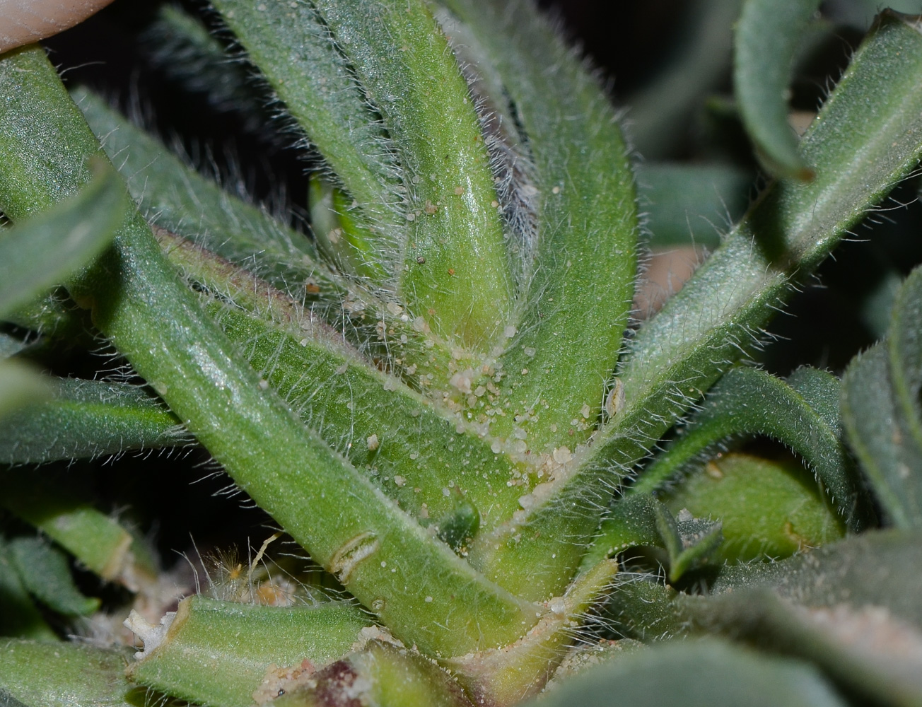 Image of Plantago amplexicaulis specimen.