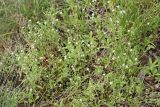 Arenaria serpyllifolia
