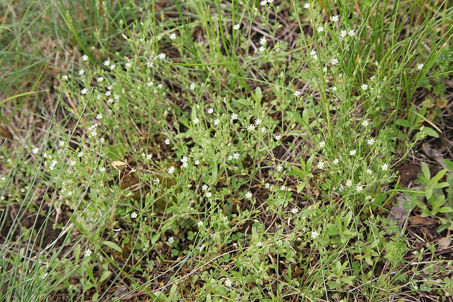 Image of Arenaria serpyllifolia specimen.