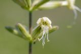 Silene viscosa. Цветок. Татарстан, Нижнекамский р-н, окр. дер. Благодатная, лесостепной участок с чередованием степи и перелесков с преобладанием дуба, открытый участок. 29 мая 2016 г.