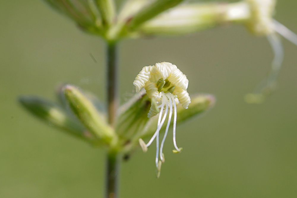 Изображение особи Silene viscosa.