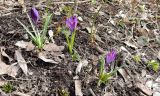 Crocus vernus