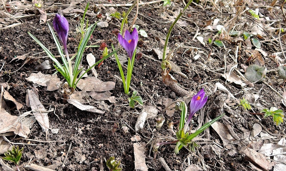 Изображение особи Crocus vernus.