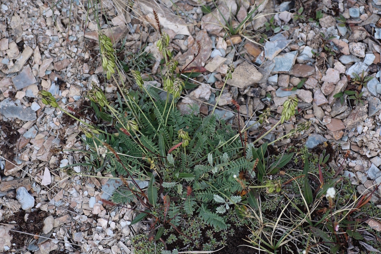 Image of Oxytropis globiflora specimen.