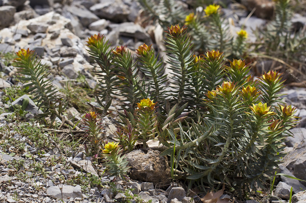 Image of Euphorbia rigida specimen.