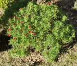 Argyranthemum frutescens