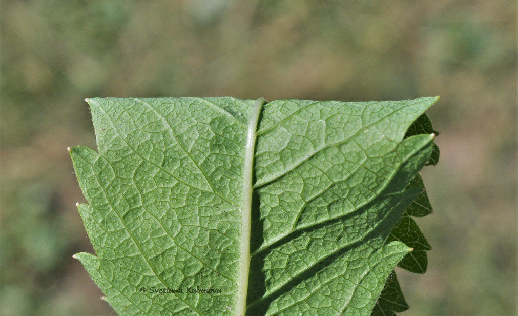 Изображение особи Spiraea salicifolia.