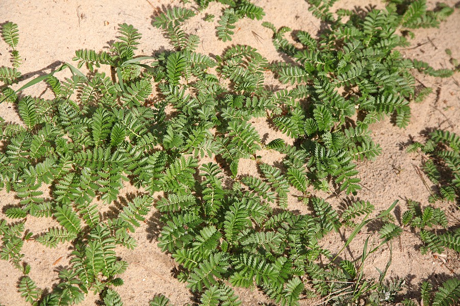 Image of Potentilla anserina specimen.