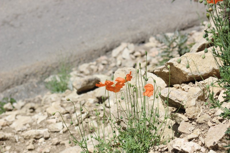 Image of Papaver fugax specimen.