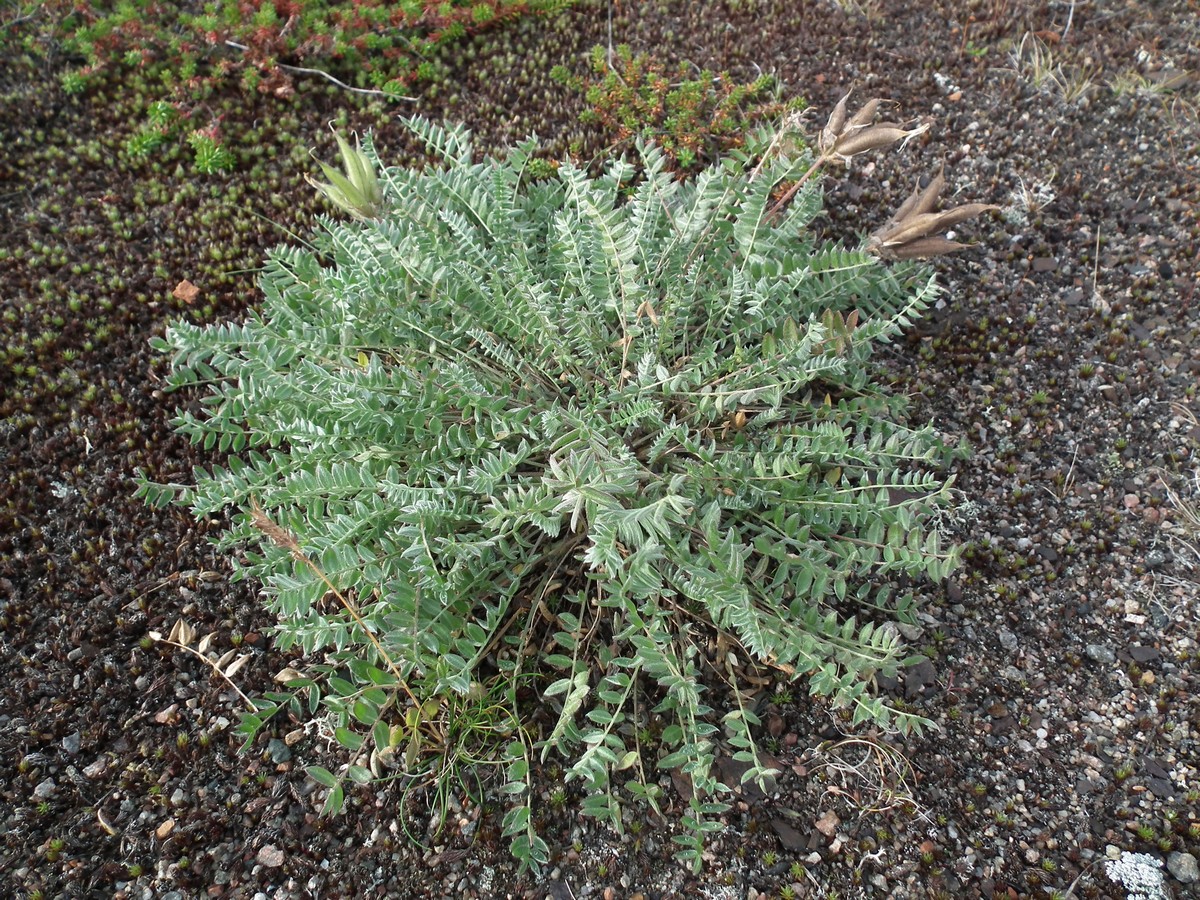 Изображение особи Oxytropis sordida.