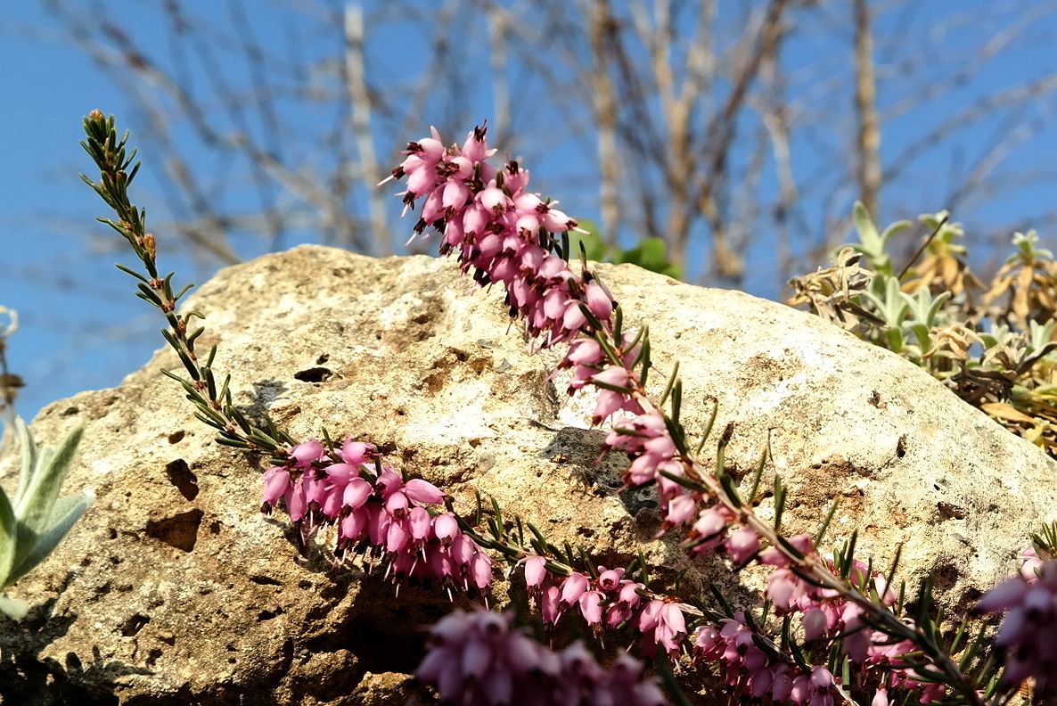 Image of Erica carnea specimen.