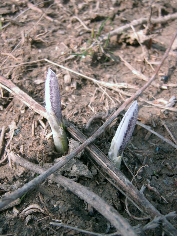 Изображение особи Crocus alatavicus.