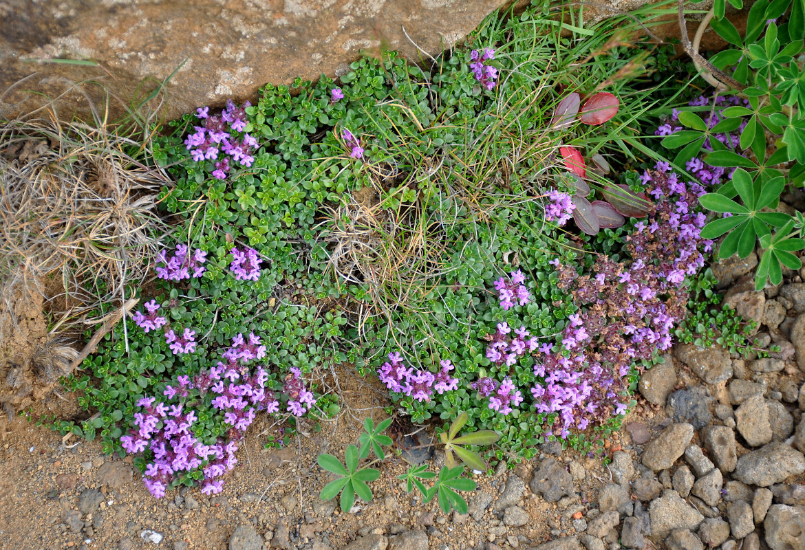 Изображение особи Thymus praecox ssp. britannicus.