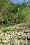 Cyperus difformis. Верхушка побега с соплодием. Краснодарский край, Абинский р-н, ст-ца Холмская, берег р. Хабль. 08.09.2016.