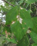 Image of taxon representative. Author is Геннадий Окатов