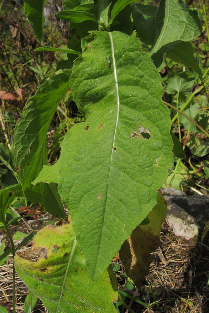 Image of Centaurea alutacea specimen.