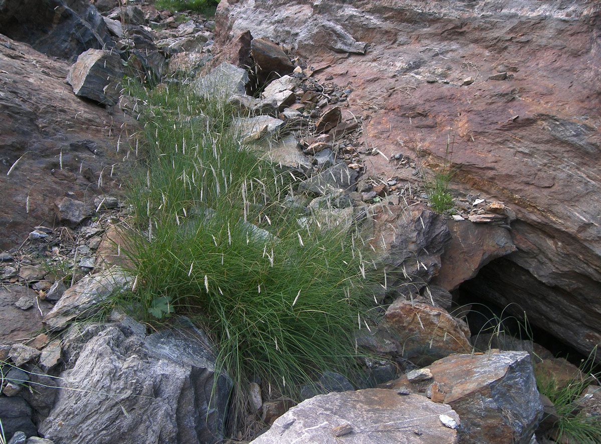 Image of Alopecurus ponticus specimen.