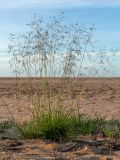 Deschampsia cespitosa