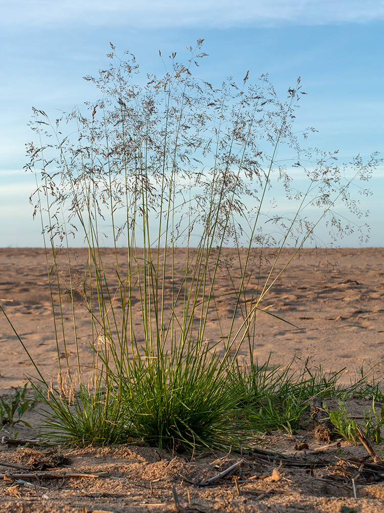 Image of Deschampsia cespitosa specimen.