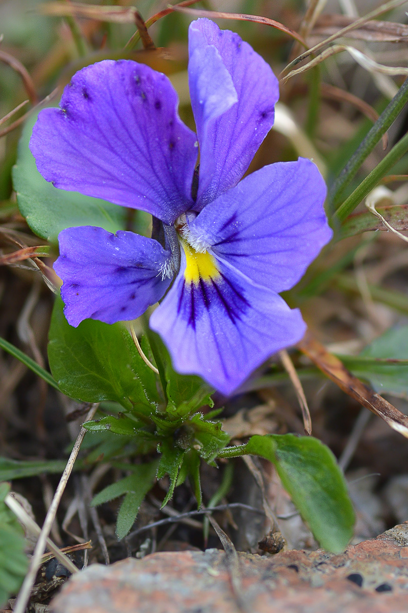 Image of Viola altaica specimen.