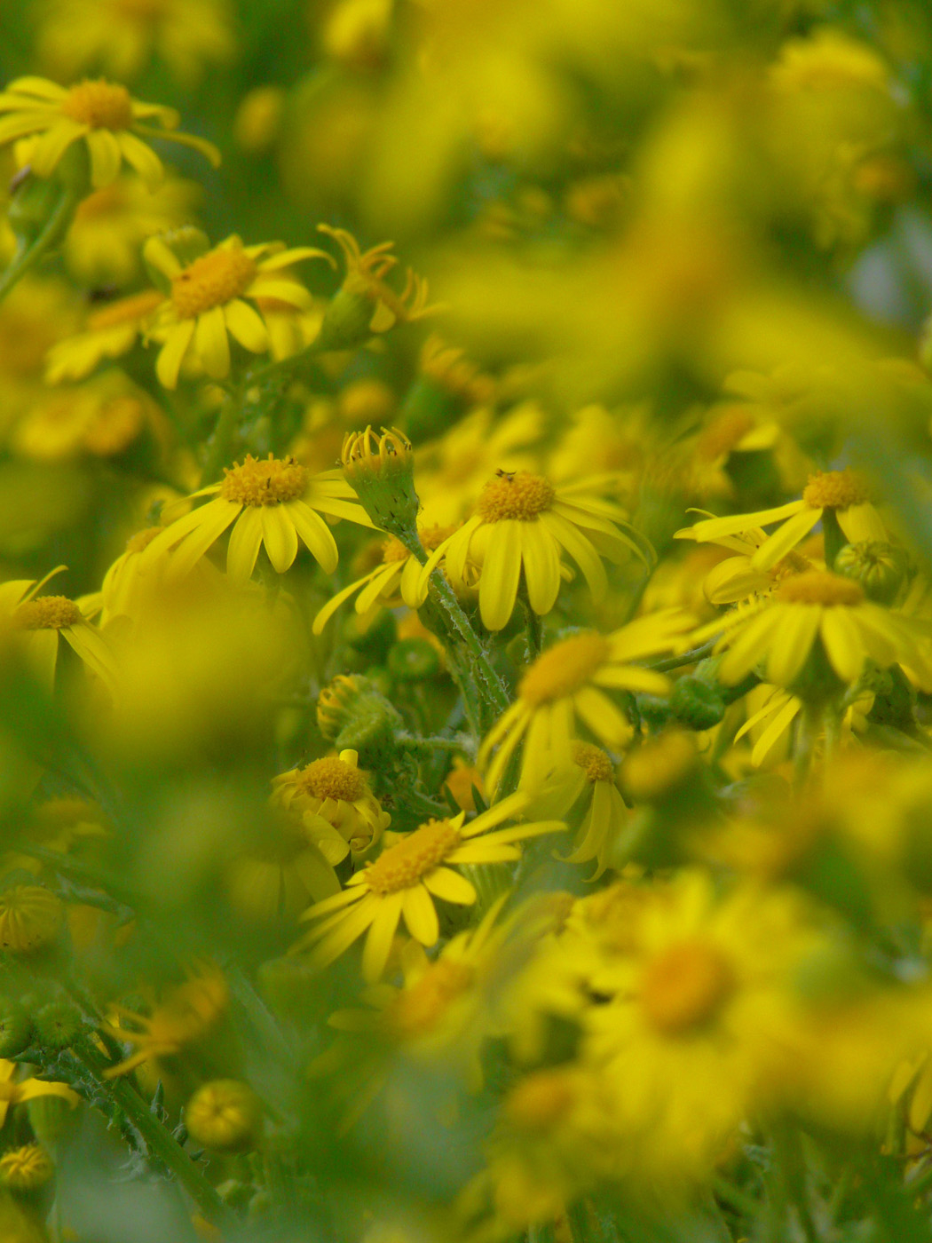 Image of Senecio vernalis specimen.